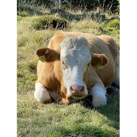 Haus Frank Nassereith